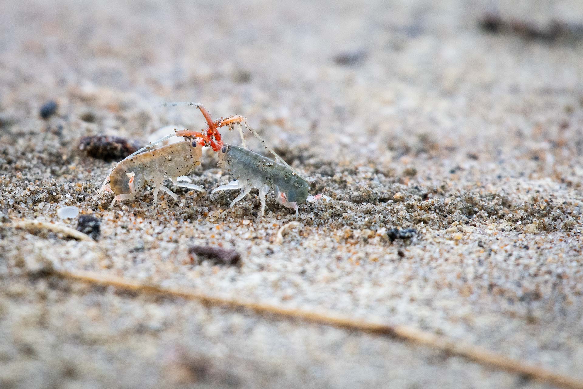 Two California Beach Hoppers fighting at Point Reyes National Seashore
