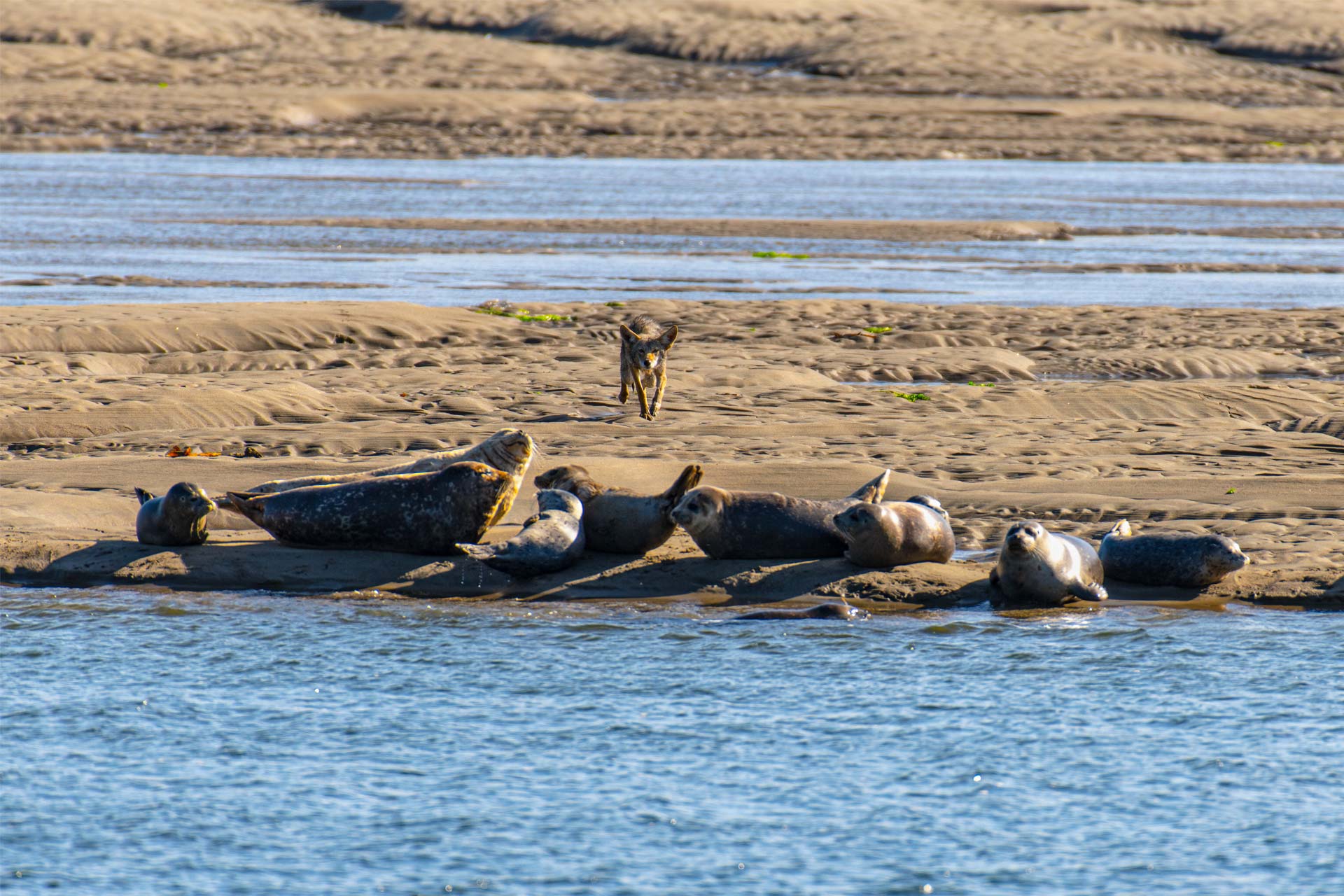 Coyote Attack on Harbor Seals