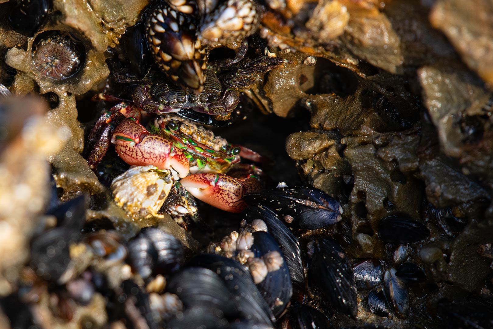 Striped Shore Crab hiding with Juvenile among rocks