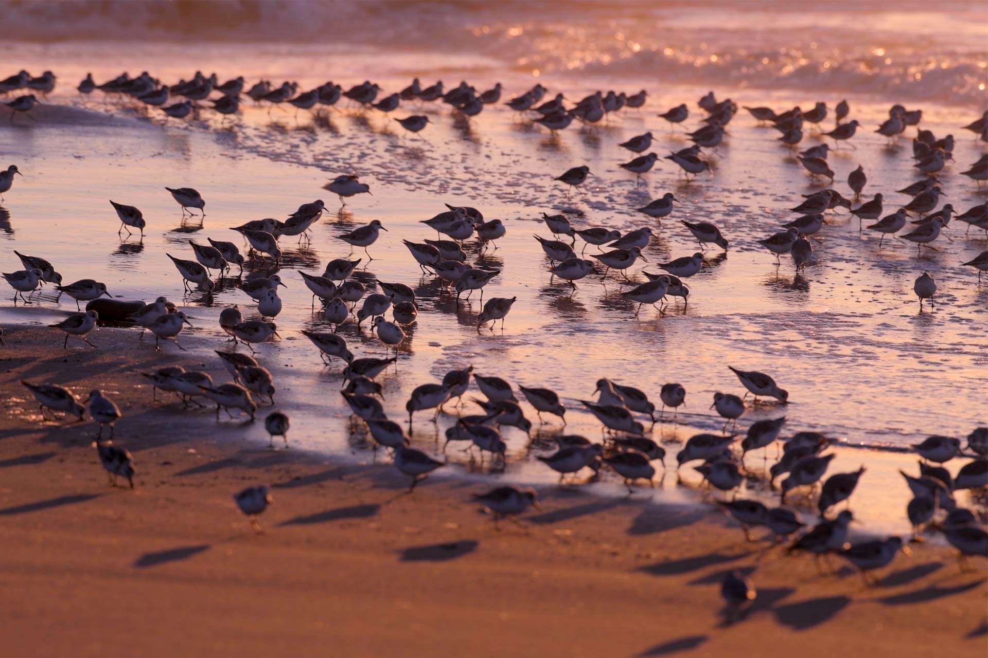 A flock of Sanderling racing across the beach at sunrise