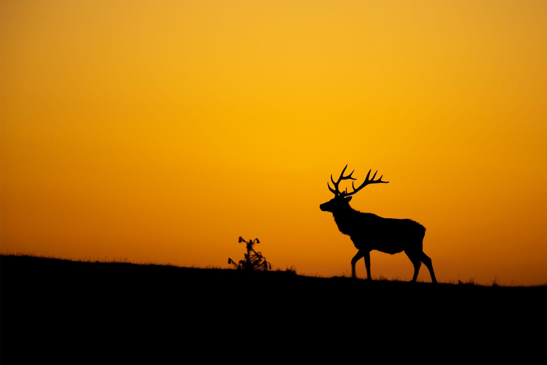 A single Tule Elk walking along a ridgeline at sunrise